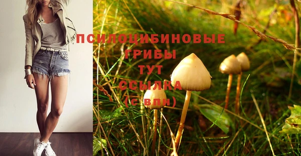 стаф Алзамай